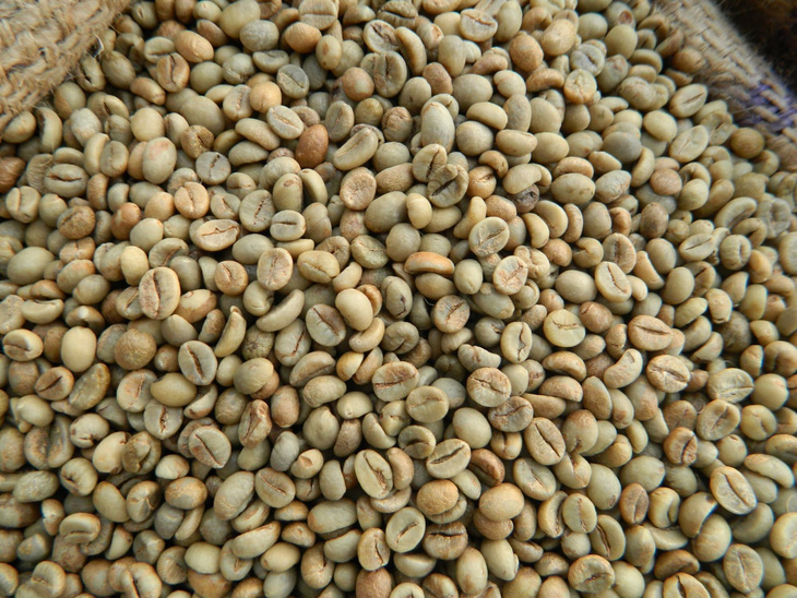 vietnam-robusta-green-coffee-beans1-1684301368820841716753