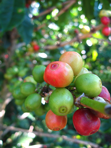 4bollinoboquetecoffee_trung_my