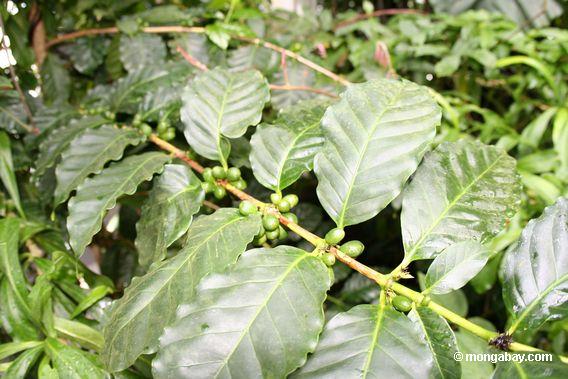 0293_coffee_beans_on_plant