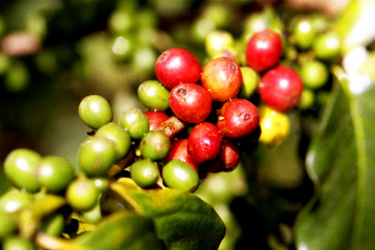 2003_0820_ca_phe_son_la.1