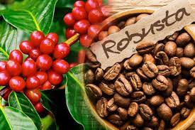 robusta1
