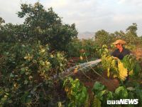 GIÁ CÀ PHÊ TRONG NƯỚC SÁNG NGÀY 31/5/2022