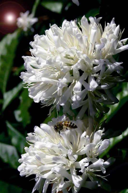 07/7/2022: Thị trường cà phê đang cố tiêu hóa các con số dự báo của USDA