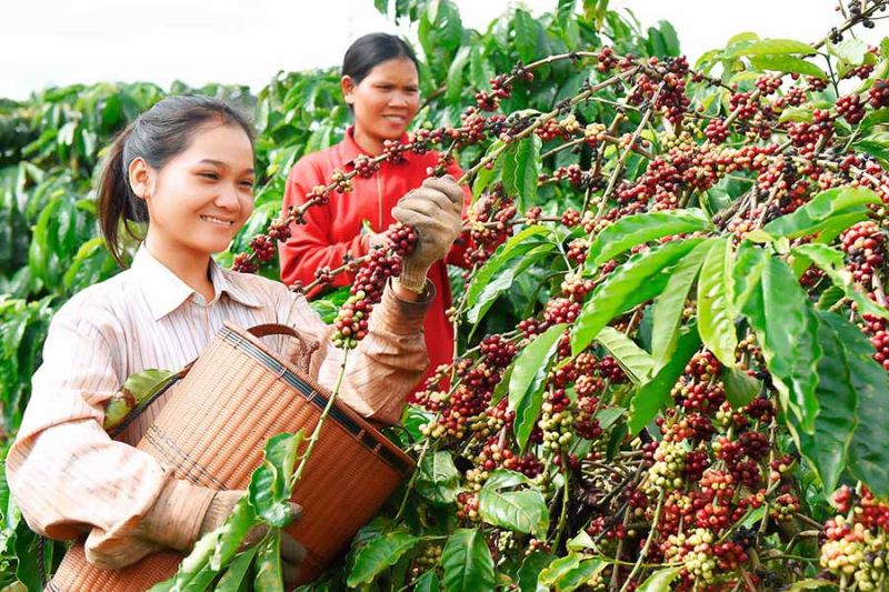 08/7/2022: Giá cà phê giảm dù robusta vào vùng bán quá mức