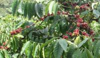 Giá cà phê hôm nay 12/4: Tiếp tục tăng tốt, Robusta vượt 2.100 USD/tấn