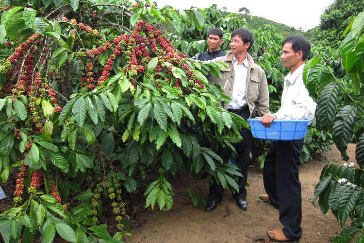 12/7/2022: Yếu tố tiền tệ chi phối giá cà phê phiên đầu tuần