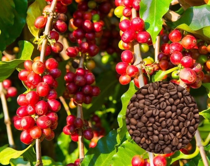 Giá cà phê hôm nay 26/5: Đồng loạt tăng mạnh, Robusta lên gần 2.100 USD/tấn