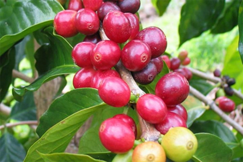 Giá cà phê hôm nay 27/5: Arabica tăng mạnh, Robusta vượt 2.100 USD/tấn