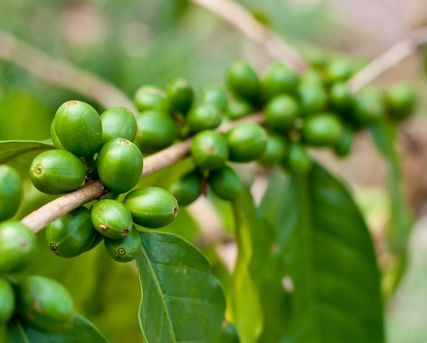 Giá cà phê hôm nay 28/5: Arabica tiếp tục tăng, trong nước 42.000 đồng/tấn
