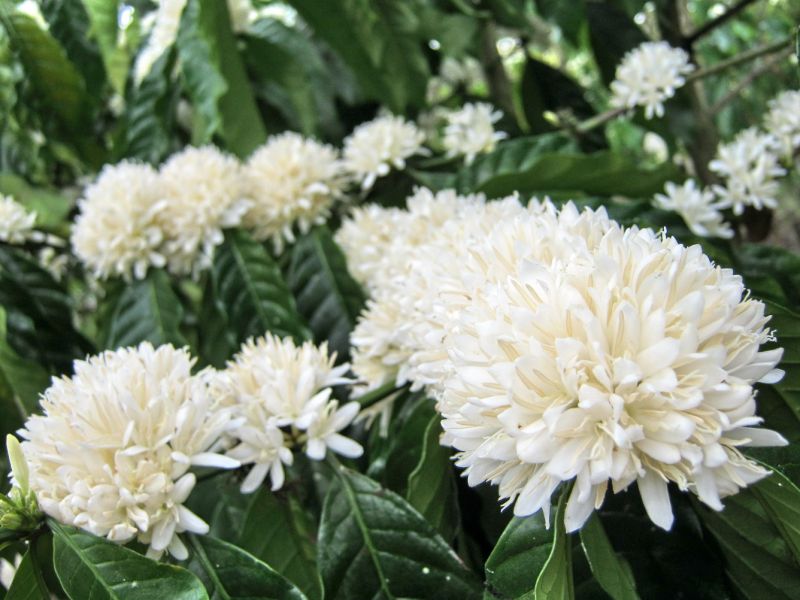 19/7/2022: Giá cà phê bung rực rỡ sau kỳ bị nhấn chìm