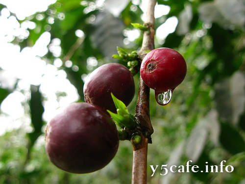 ICO dự báo sản lượng cà phê thế giới niên vụ 2012/13 khả năng sẽ giảm 2,5 triệu bao do bệnh gỉ sắt - Cập nhật lần 1 - Reuters