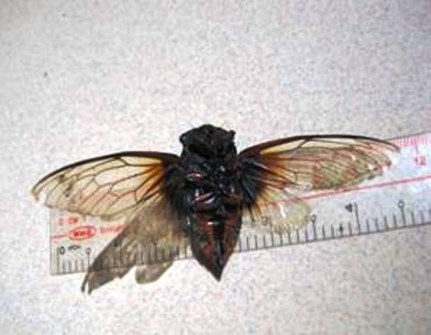 Loài ve sầu hoàn toàn mới hại cà phê