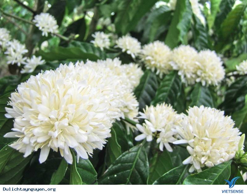 Nắm bắt lợi thế, ngành càphê Việt Nam chinh phục kỷ lục mới