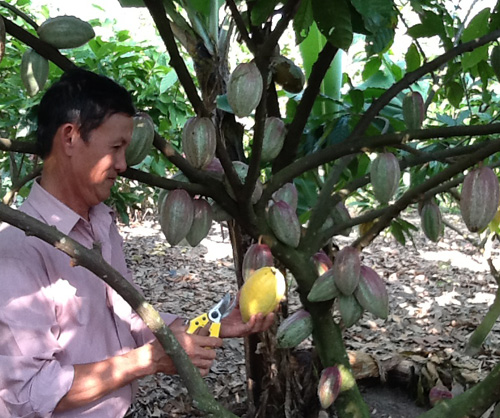 Trồng ca cao vẫn thu lợi nhuận cao