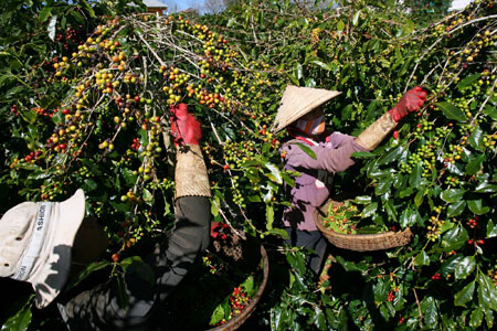 Giúp nông dân sản xuất cà phê bền vững