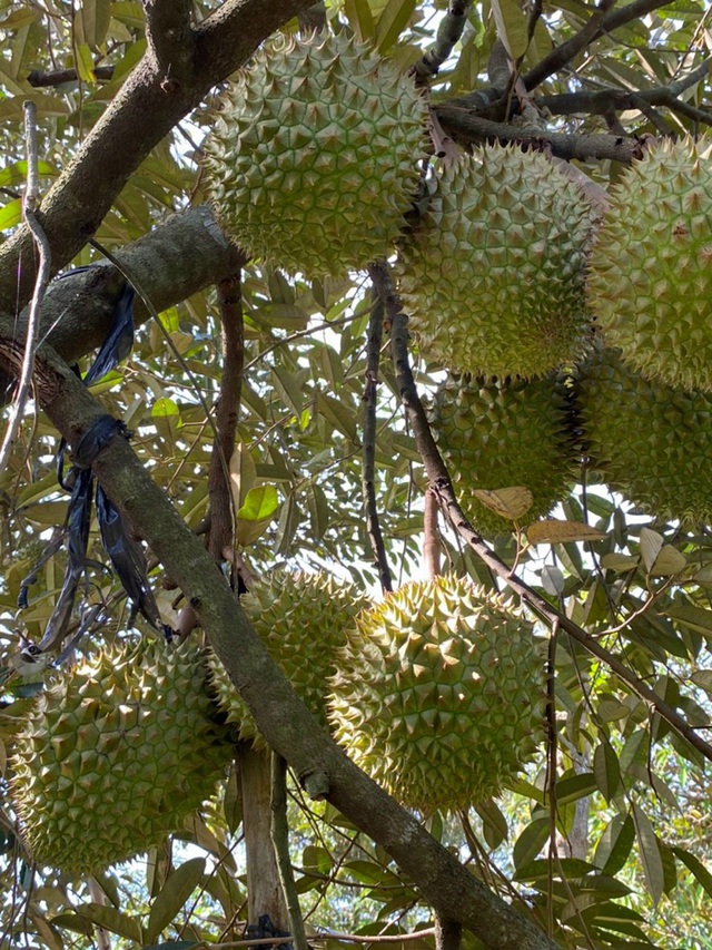 Tây nguyên bùng nổ diện tích sầu riêng