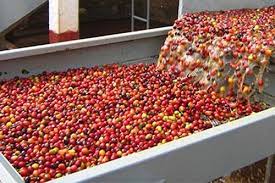 22/3/2023 Giá cà phê tăng, robusta tăng gấp đôi arabica