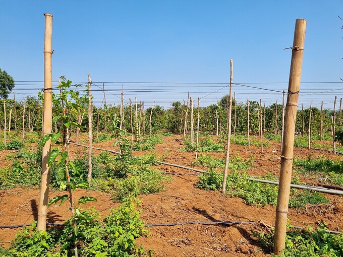 Ồ ạt phá cà phê trồng chanh dây