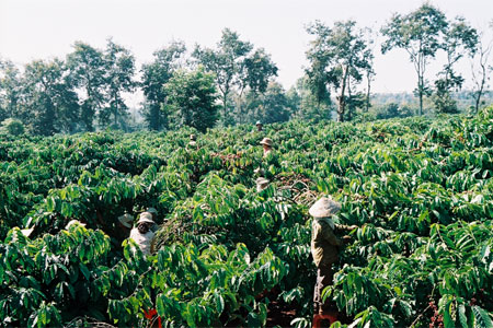 Nhắn nhủ người trồng cà phê