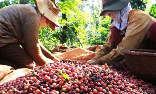 Giảm 30% xuất khẩu và sản lượng cà phê Việt Nam