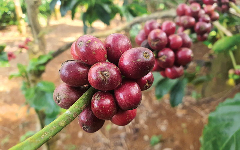 Mặt nổi, mặt chìm của giá cà phê robusta