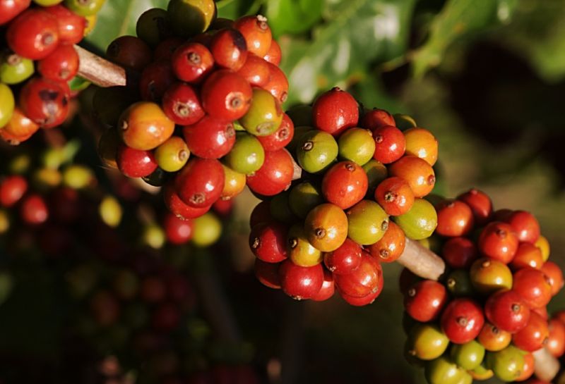 05/7/2023 Giá robusta giảm nhẹ khi sàn New York nghỉ lễ Quốc Khánh