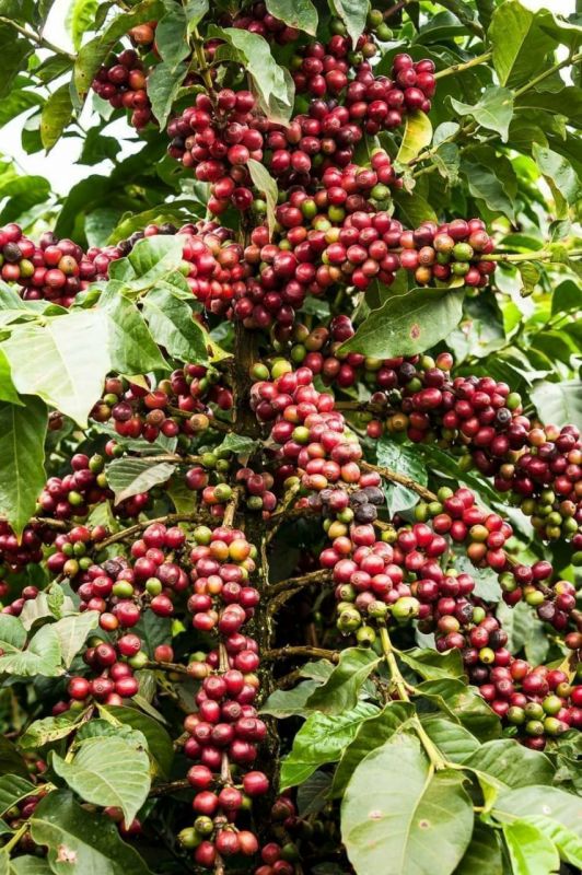 Giá cà phê trên sàn kỳ hạn chốt phiên 29/8/2023