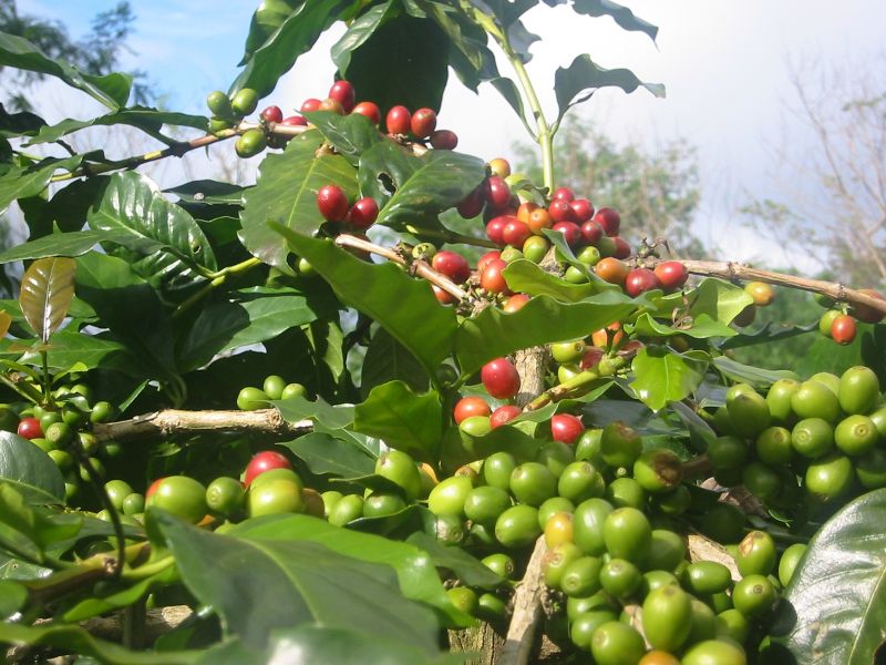 31/10/2023 Giá cà phê suy sụp, robusta kéo arabica xuống theo nước mưa tại Brazil