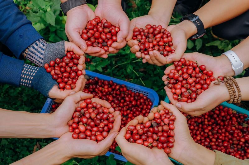 16/11/2023 Giá robusta phóng như tên lửa, arabica cũng đòi theo
