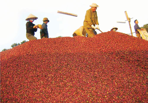 Ước tính vụ 2017/18 sản lượng đạt khoảng 1,55 triệu tấn