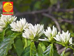 Giá cà phê trên sàn kỳ hạn chốt phiên 1/2/2024