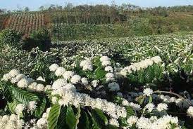 08/3/2024 Giá kỳ hạn cà phê tiếp tục bùng cháy dù có hơi chùng về cuối