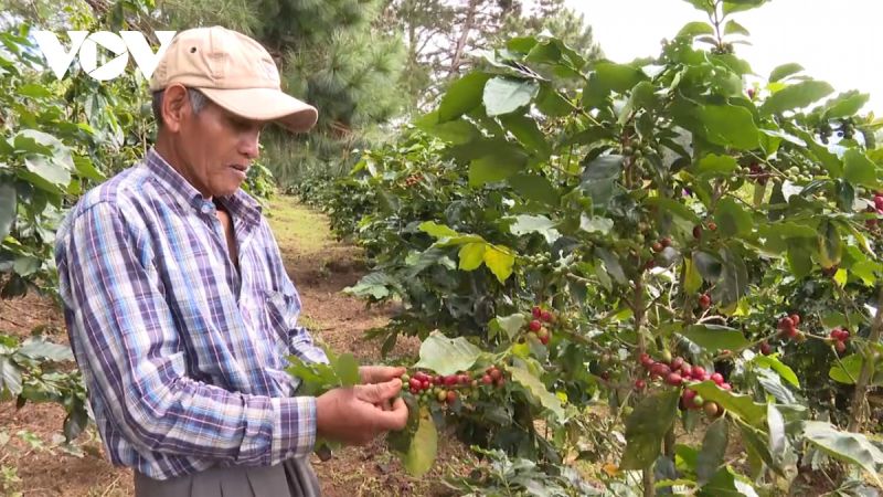 Giá cà phê hôm nay 18/3: Cà phê trong nước giá tăng mạnh, lên 93.200 đồng/kg