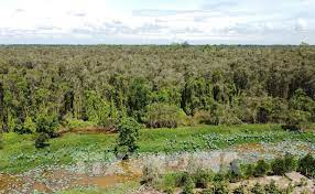 Bộ NN-PTNT xuất đấu giá thí điểm 4,91 triệu tấn CO2 còn dư