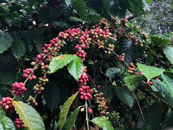 09/4/2024 Giá arabica giảm nhẹ nhưng robusta đôi chút phiên đầu tuần