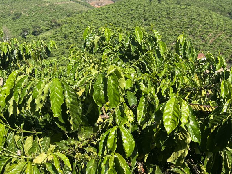 30/4/2024 Giá arabica tăng khá nhưng robusta nhích nhẹ