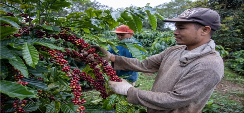 Giá cà phê 'rơi', Chủ tịch VICOFA nói gì?