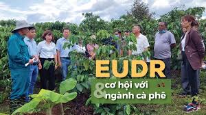 Bài trình bày: Tổng quan về Quy định của Liên minh Châu Âu đối với các sản phẩm không gây phá rừng (EUDR)