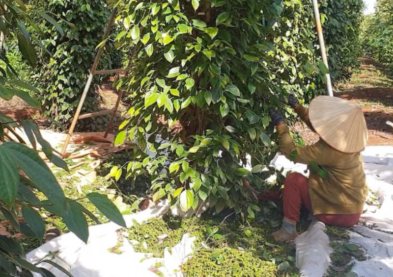 Doanh nghiệp Việt nghi container hồ tiêu, cà phê xuất khẩu bị ‘rút ruột’ tại cảng