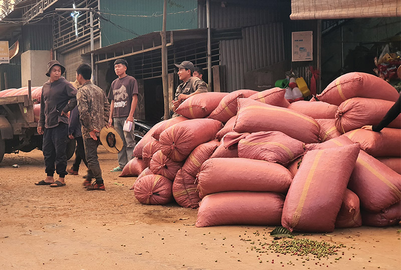 Cà phê: Có nên giữ tâm lý chủ quan "mất mùa được giá"?