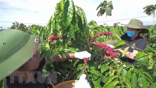 13/7/2024 Từ vực sâu, giá 2 sàn kỳ hạn cà phê bươn lên mạnh cuối phiên