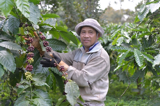 20/7/2024 Giá robusta tìm cách phục hồi dù chưa đủ nhưng arabica vẫn trầm luân