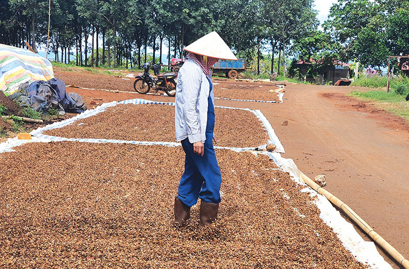 Vì sao giá kỳ hạn cà phê lại đạt đỉnh kỷ lục lịch sử?