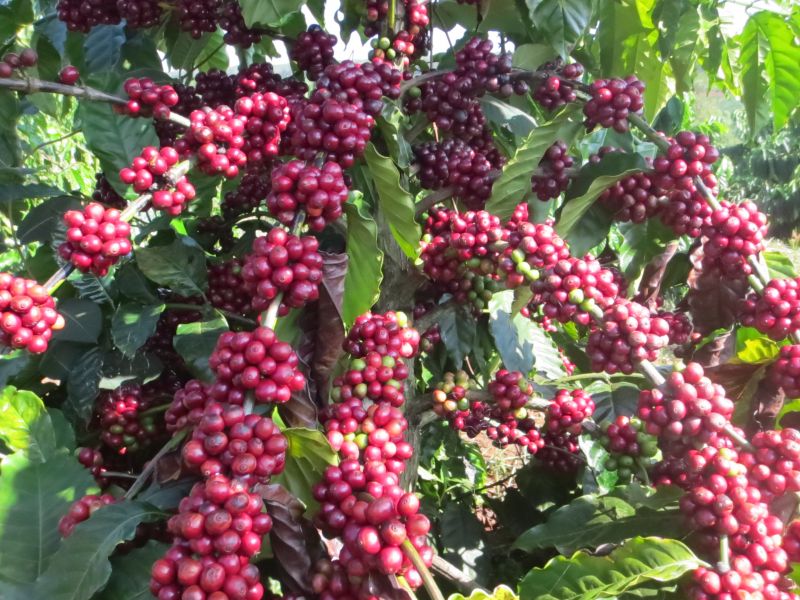 BẢN TIN THỊ TRƯỜNG CÀ PHÊ TUẦN 30 (22.7-27.7.2024)