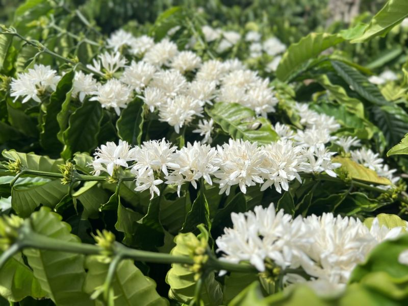 24/8/2024 Giá cà phê tăng tốt, robusta bùng mạnh khi nắm chắc tin Fed hạ lãi suất USD