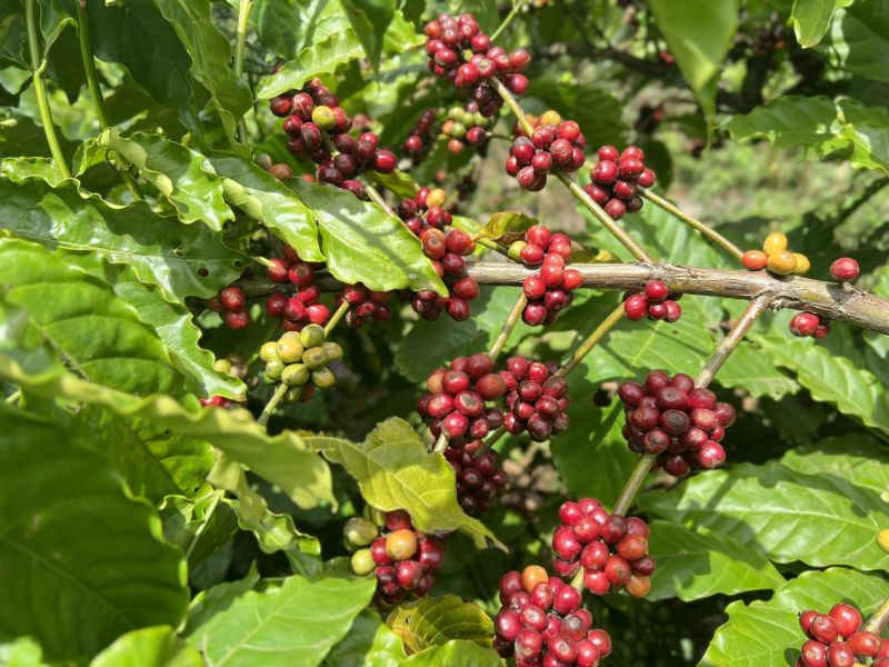 05/9/2024 Đóng cửa, giá robusta tăng cực mạnh và arabica chỉ nhích nhẹ