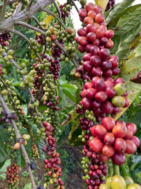 Giá cà phê trên sàn kỳ hạn chốt phiên 06/9/2024