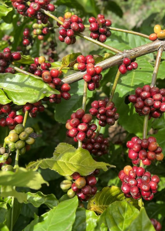 12/9/2024 Giá robusta qua khỏi 5000 USD/tấn, vượt trội so với giá arabica