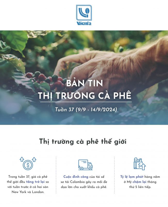 BẢN TIN THỊ TRƯỜNG CÀ PHÊ TUẦN 37