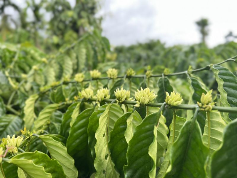 Trắng tay sau bão dữ, lời hiệu triệu toàn ngành Nông nghiệp khôi phục sản xuất